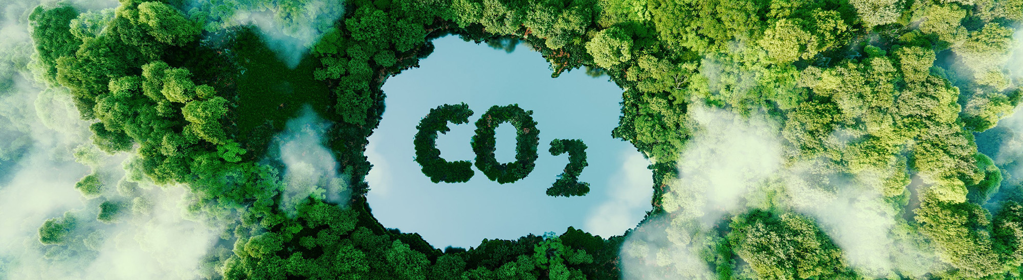 CO2 forest